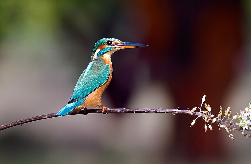 File:Guarda-rios, fêmea, Agradecimento especial ao Carlos Miguel da MiraSado, Common Kingfisher, female, Special thank to Carlos Miguel from MiraSado (53312958522).jpg