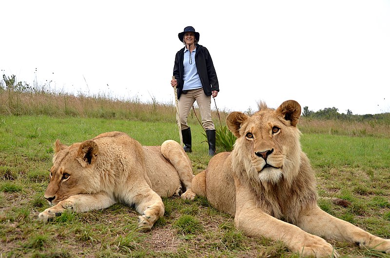 File:Guided tour with Lions, Botlierskop (South Africa).jpg