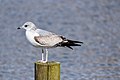 * Nomination Juvenile Common Gull (Larus canus) at Nørresø/Borgvold, Viborg. --Slaunger 11:55, 2 April 2015 (UTC) * Promotion  Support Good picture. Too much space at right, but seagull seems to be scared because is seeing (or facing) to the short side. The composition represents distrust of gulls IMO --Lmbuga 08:10, 3 April 2015 (UTC)  Comment Thanks for the review, Lmbuga. It is a good point you are making regarding the direction the gull is facing and the framing. I actually think you should oppose due to the composition then. -- Slaunger 06:40, 5 April 2015 (UTC)