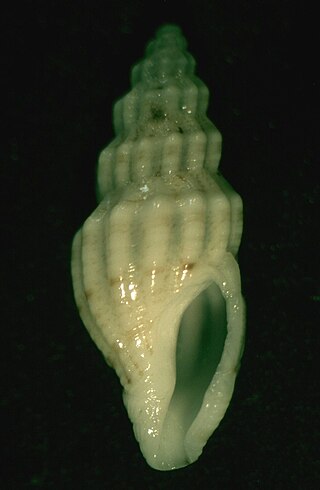 <i>Guraleus alucinans</i> Species of gastropod