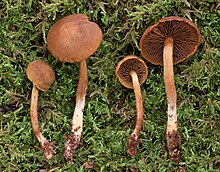 Gymnopilus josserandii Antonin 766475.jpg