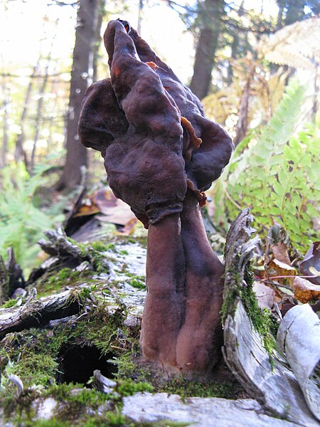 File:Gyromitra infula 60271.jpg