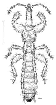 Vignette pour Enicocephalidae