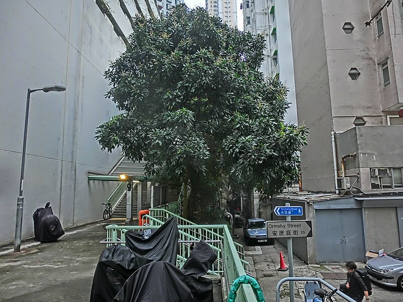 File:HK 大坑 Tai Hang 安庶庇街 Ormsby Street name sign n tree Apr-2014.JPG