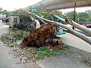 HK Sha Tin trees collapsed on minibus Sept-2018.jpg