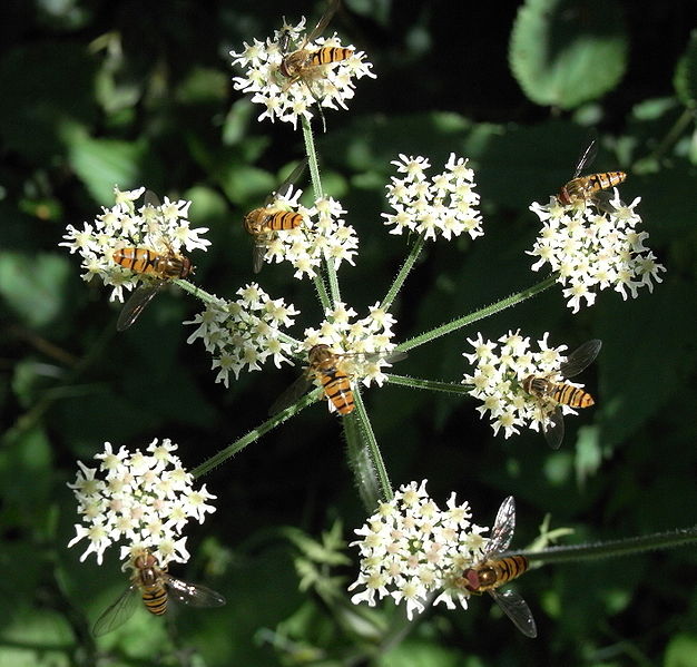 File:Hainschwebfliegen Bärenklau.jpg