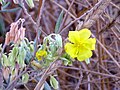 Halimium atriplicifolium FlowersCloseup 15July2009 ParqueNaturalLagunasdelaMata.jpg