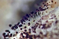 Hallitusseene Aspergillus sp. eospead