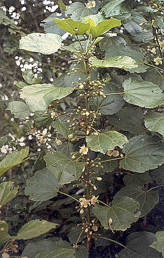 <i>Hampea</i> Genus of flowering plants