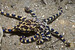 Thumbnail for Southern blue-ringed octopus