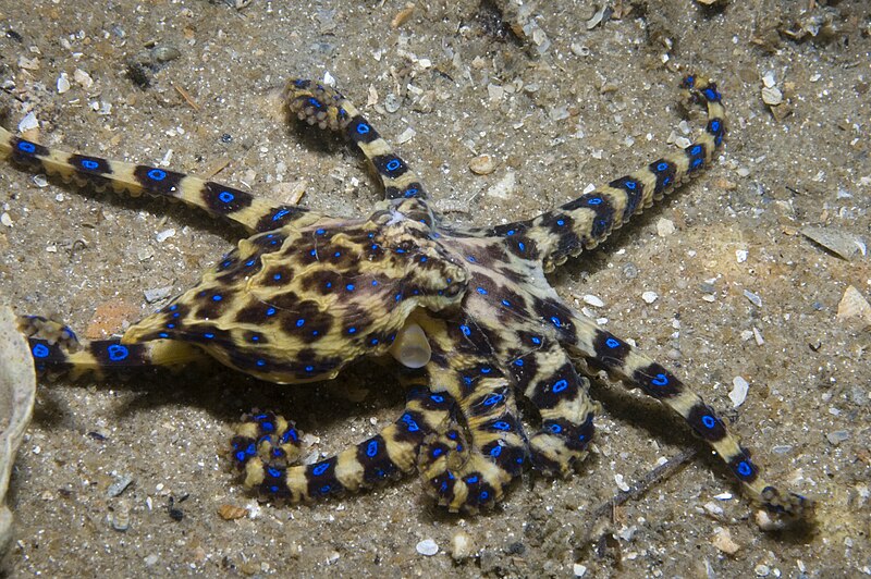 Lesser Blue-ringed Octopus (Hapalochlaena maculosa) · iNaturalist