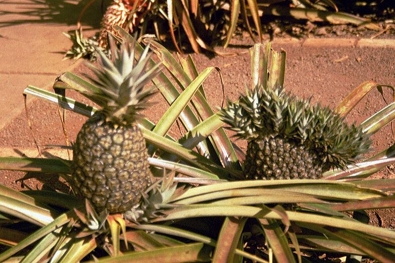 File:Haw-ananas.jpg