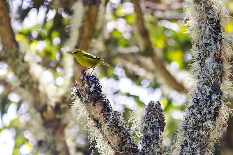 File:Hawaii amakihi (30633065056).jpg