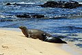 Hawaiian monk seals.jpg