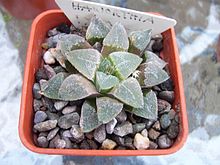 Haworthia pygmaea (6207567910).jpg