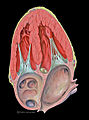Heart apical 4c anatomy (CardioNetworks ECHOpedia).jpg