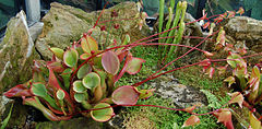 Description de l'image Heliamphora nutans 1.jpg.