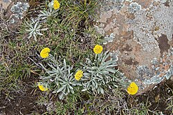 Helichrysum subglomeratum (Compositae) (6786090142).jpg