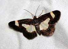 Heliomata cycladata.jpg