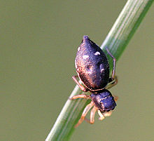 Heliophanus.sp.female.jpg