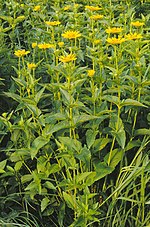 Heliopsis üçün miniatür