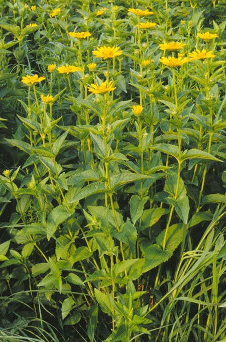 Heliopsis helianthoides.jpg