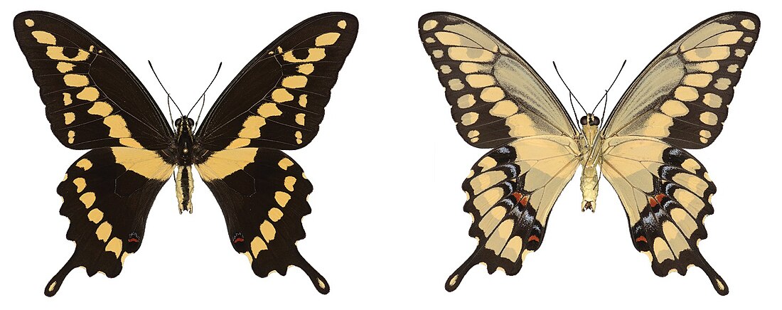 Papilio rumiko