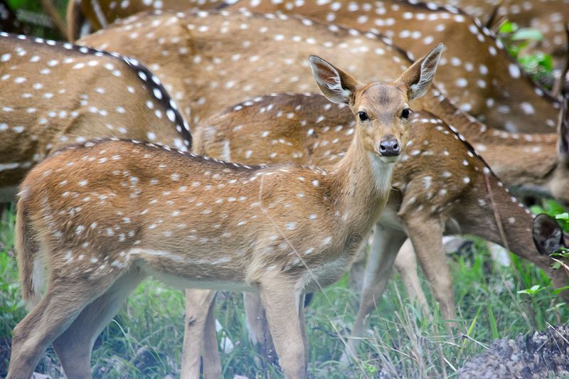 File:Herd of Axis Deer.jpg