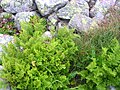 Parsley fern - Cryptogramma crispa (Hestespreng)