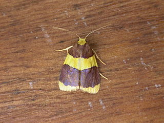 <i>Heterallactis</i> Genus of moths