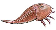 Miniatura per Hibbertopterus