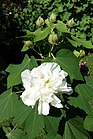 Hibiscus mutabilis - Jardim Botânico Tropical - Lisbon, Portugal - DSC06518.JPG