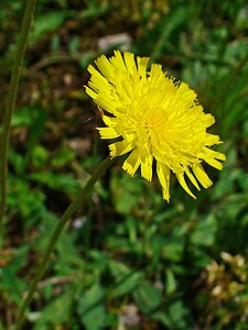 Hieracium pilosella Inflorescence