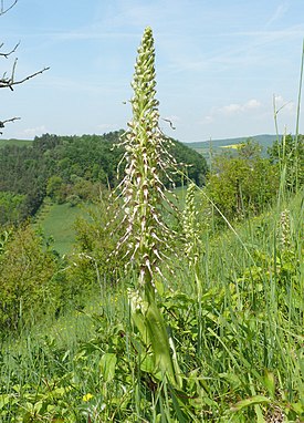 Himantoglossum hircinum