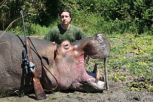 Hippopotamus Amphibius: Description, Écologie et comportement, Répartition et habitat