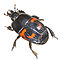 Beetle