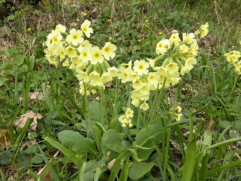 File:Hohe Schlüsselblume.jpg