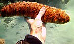 Holothuria mexicana - pepino de mar de estiércol de burro - Bahía de Cochinos - Cuba.jpg