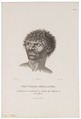 Homo sapiens - Aboriginal, Australië - 1700-1880 - Print - Iconographia Zoologica - Special Collections University of Amsterdam - UBA01 IZ19500021.tif