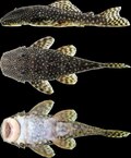 Miniatura para Hopliancistrus tricornis