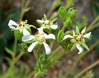 <i>Potentilla clevelandii</i> Species of flowering plant