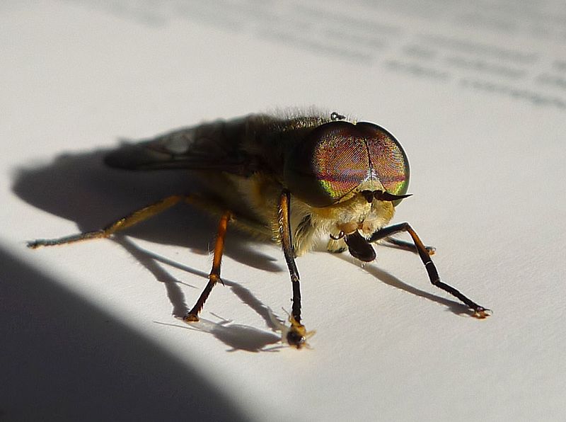 File:Horsefly. Tabanidae - Flickr - gailhampshire.jpg