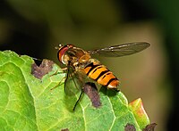 Episyrphus balteatus (Syrphidae)