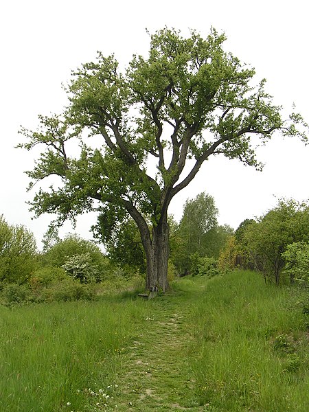 File:Hrušeň planá na Hruštici, east.jpg