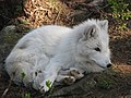 White arctic fox (Alopex lagopus)