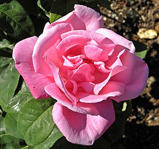 <i>Rosa</i> Perfume Delight Pink hybrid tea rose cultivar