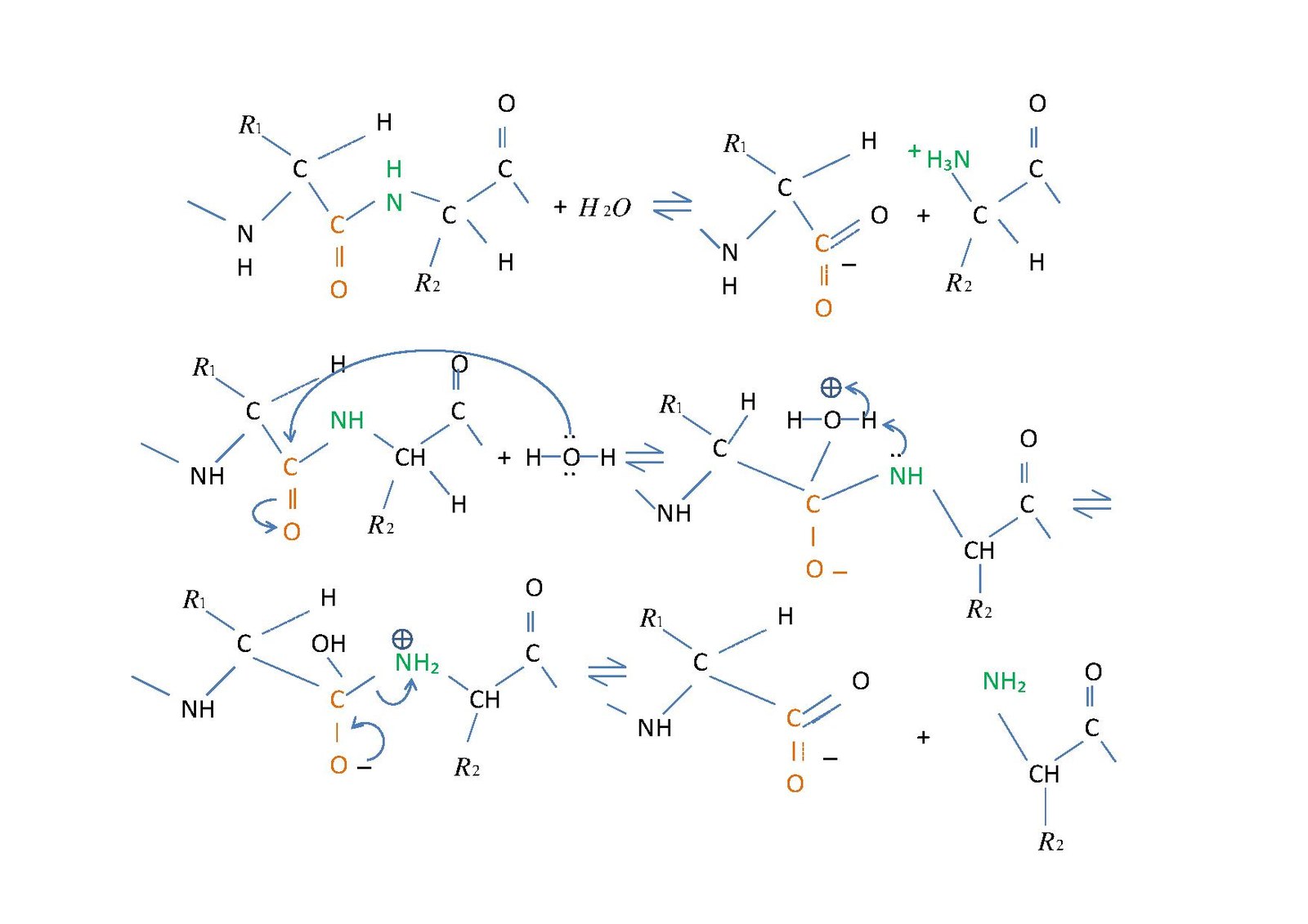 Биохимические ферменты. Ахат ферменты биохимия. Gag structure Biochemistry.