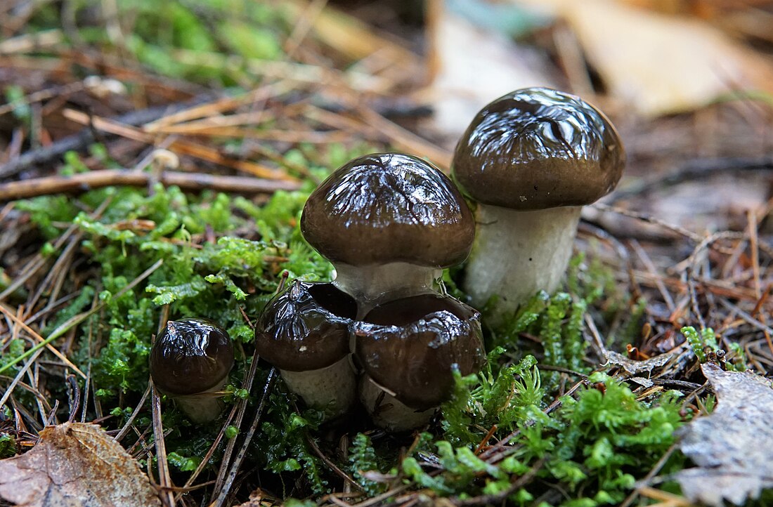 Hygrophorus fuligineus