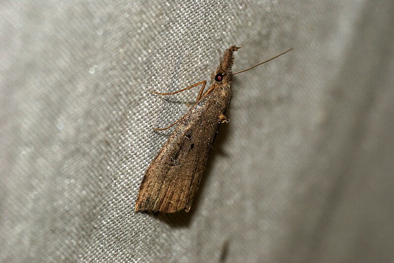 File:Hypena rostralis (3597396435).jpg