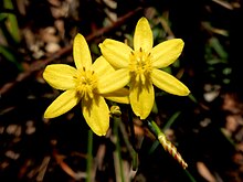 Hypoxis Lane Cove river.jpg